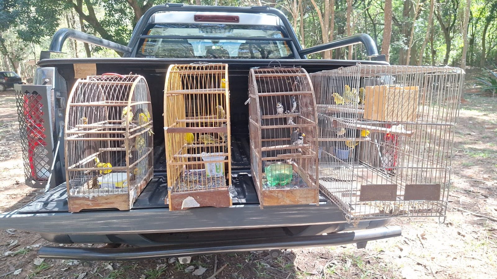 Rio Preto registra 260 apreensões de animais silvestres mantidos em cativeiro em 6 meses