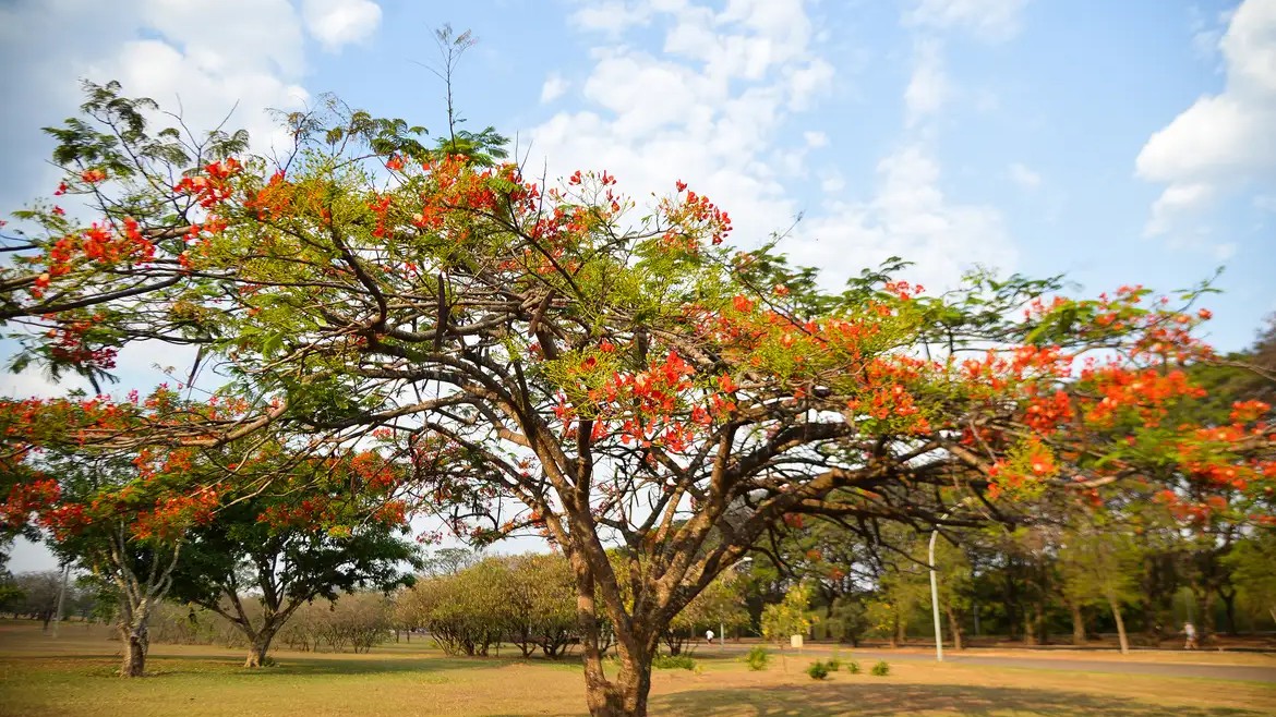 Primavera deve ser mais quente e chuvosa no Noroeste Paulista