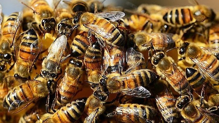 Rio Preto soma 80 casos de picadas de abelhas em 2026