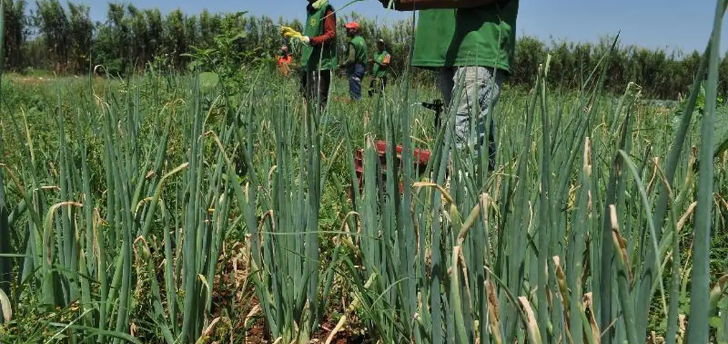 El Niño pode impactar a agropecuária na região de Rio Preto