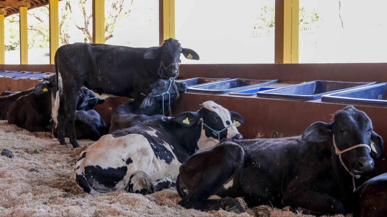 Expo Rio Preto chega à reta final com atrações para toda a família