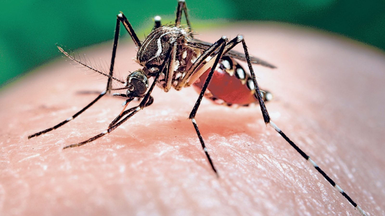Dengue e Chikungunya somam 4,8 mil casos de janeiro a agosto em Rio Preto