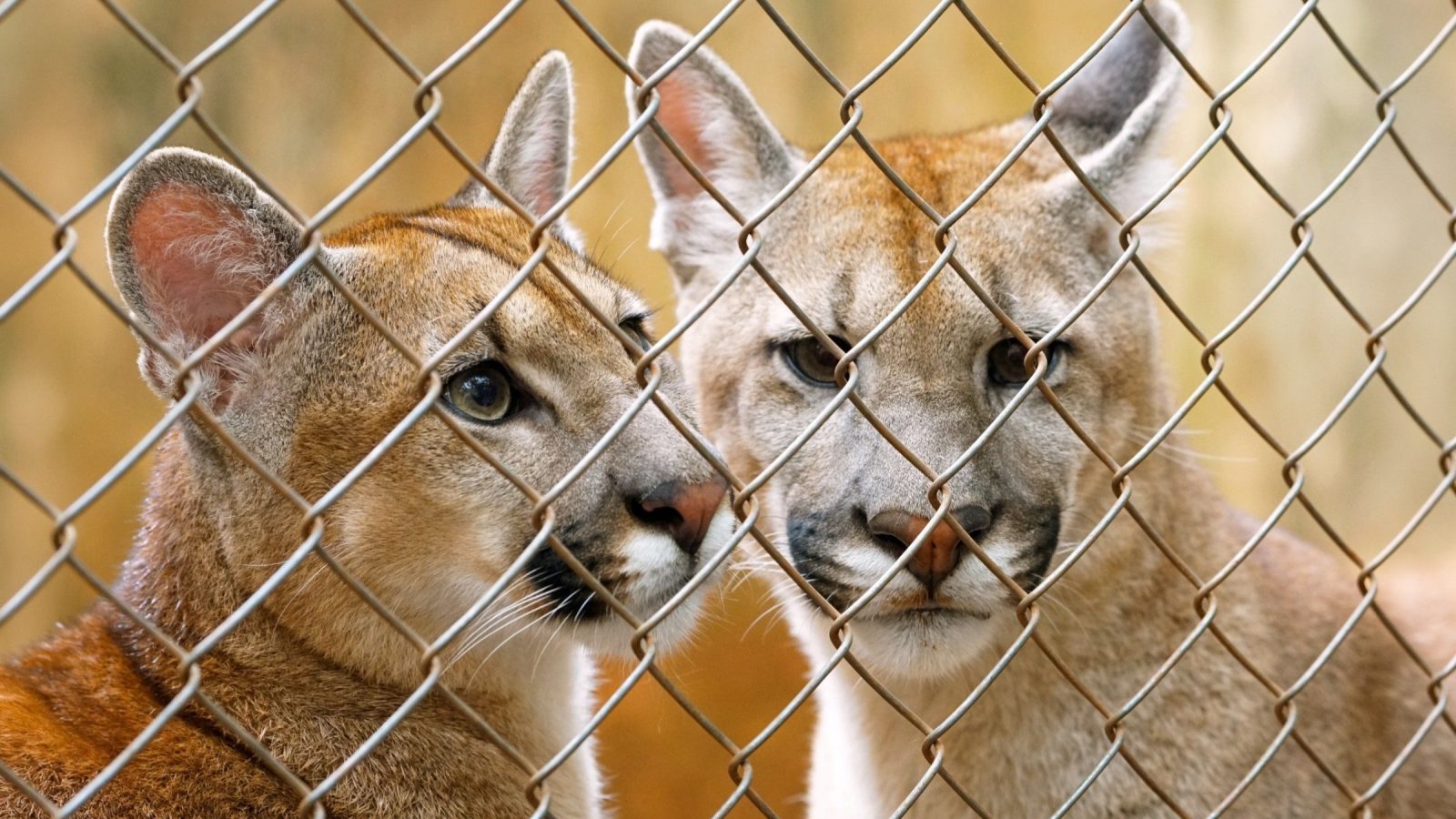 Filhotes de onça-parda encontrados em Monte Aprazível seguem para o Zoológico de Garça