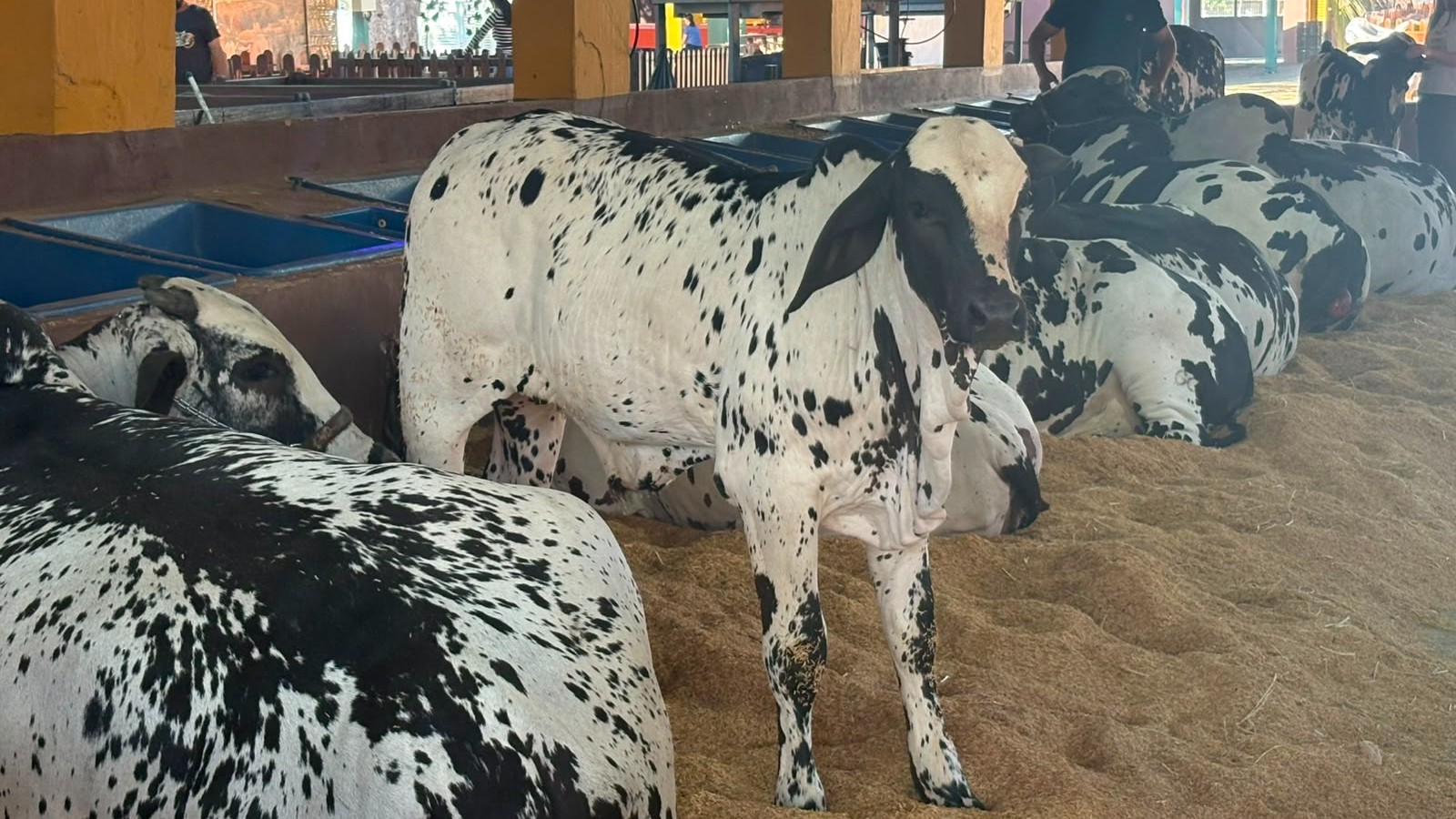 63ª Expo Rio Preto abre as portas com atrações para toda a população