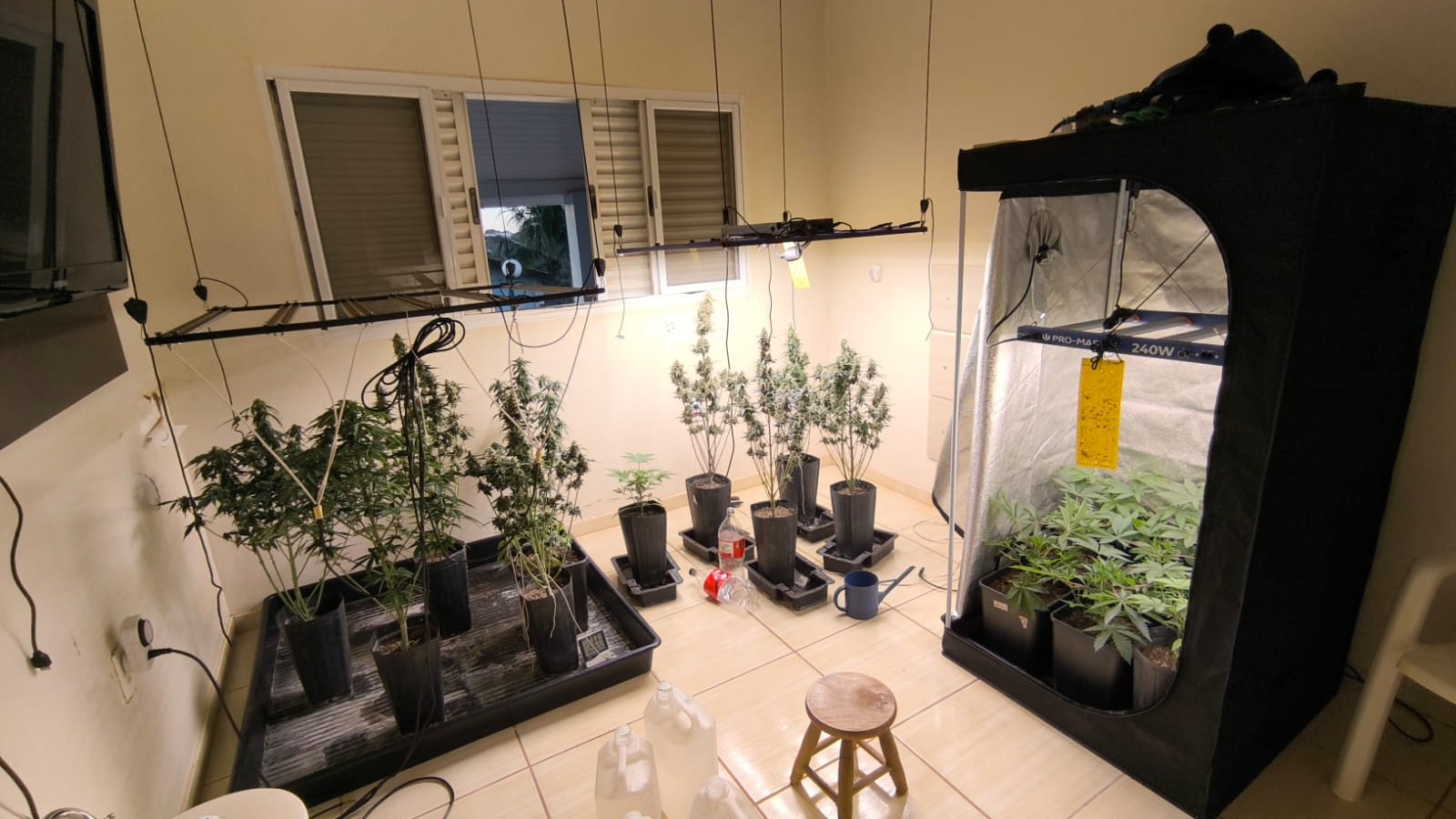 Operação prende homem e investiga cultivo e venda irregular de cannabis