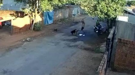 Homem é preso suspeito de agredir cachorro com pedaço de madeira em Rio Preto